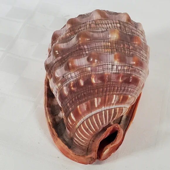 Bullmouth Helmet Shell - Picture 5 of 5